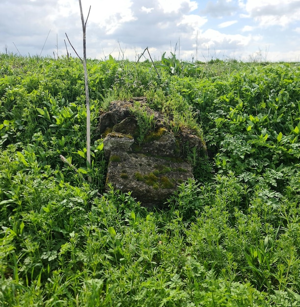 Duża skała na polu z zieloną trawą i chwastami rosnącymi wokół niej.