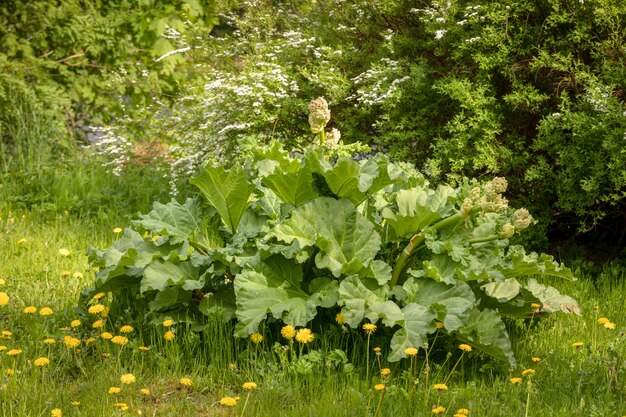 Duża stara rabarbarowa roślina kwitnie w ogródzie
