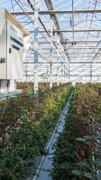 Duża szklarnia przemysłowa z holenderskimi różami i elektryczną deską rozdzielczą