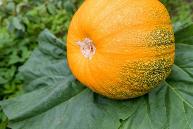 Duża żółta dynia we własnym ogrodzie. Domowa ekologiczna żółta tykwa rośnie na farmie wśród zielonych zarośli. Organiczna dynia do robienia smacznej i zdrowej owsianki