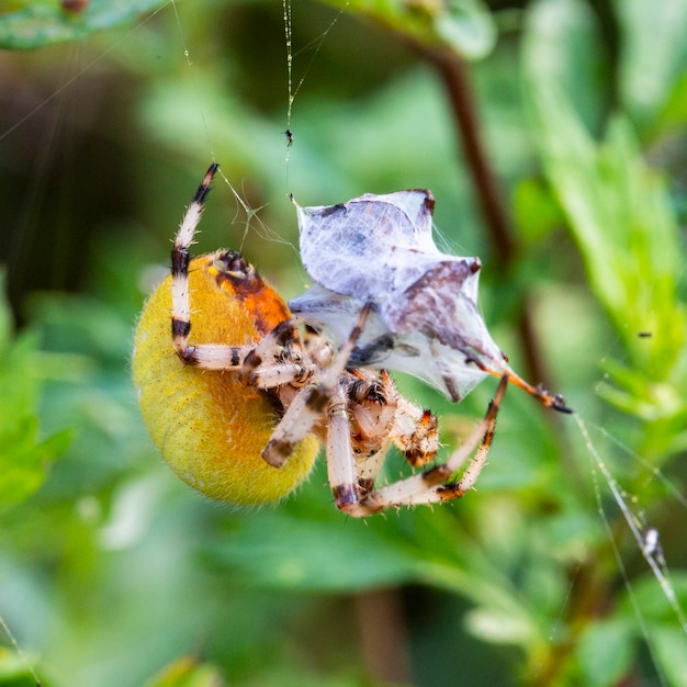 Duża żółta samica pająk Araneus w sieci ze zdobyczą. Udane polowanie i jedzenie pająków. Straszny pająk na Halloween