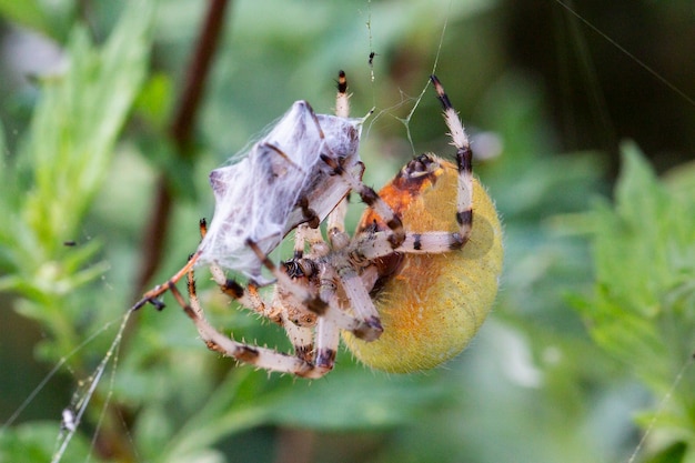 Duża żółta samica pająk Araneus w sieci ze zdobyczą. Udane polowanie na pająka. Straszny pająk na Halloween
