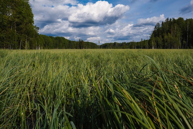 Duże bagno z trawą na polu w lesie w pochmurny letni dzień