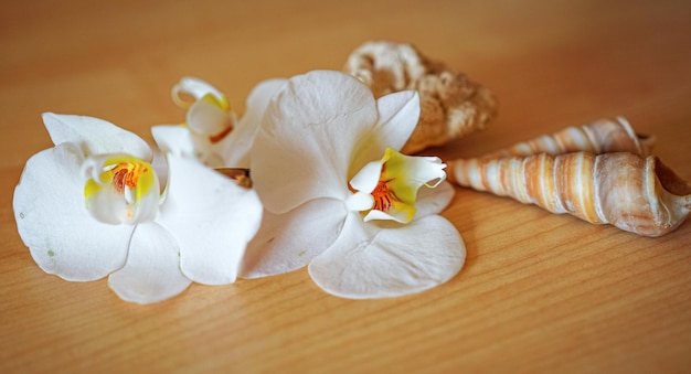 Zdjęcie duże białe kwiaty orchidei na brązowym tle