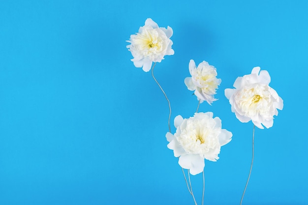 Duże białe pąki kwiatowe na drucie na niebieskim tle