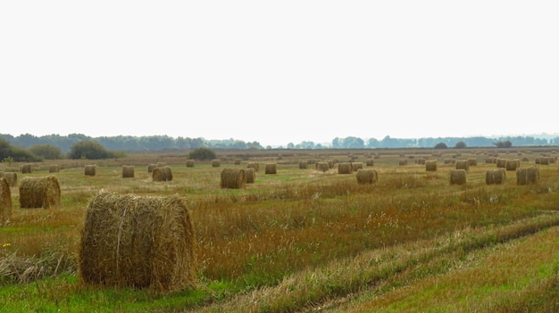 Duże bułki słomy na polu