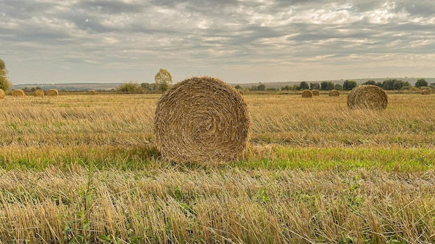 Duże bułki słomy na polu