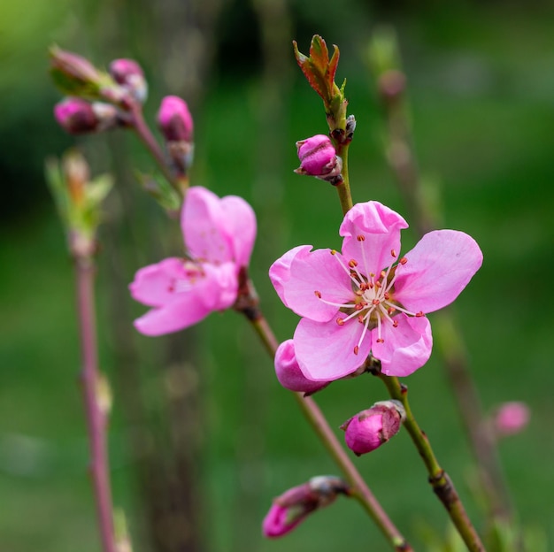 Duże delikatne nasycone piękne różowe kwiaty sakury