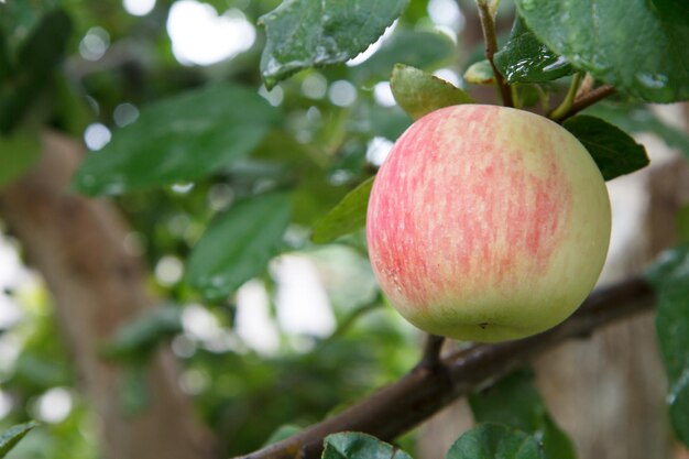 Duże dojrzałe jabłko na gałęzi drzewa w sadzie
