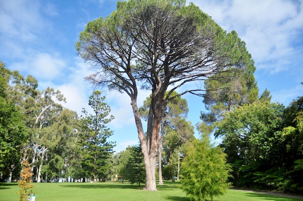 Duże drzewa i wiele roślin w ogrodzie Kings Park i Botanic Garden w Perth w Australii