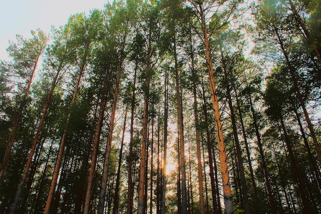 Duże drzewa iglaste w lesie Piękno natury Tło lasu