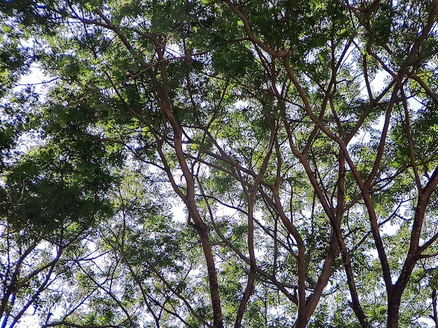 Duże drzewa z chłodnymi, cieńowymi zielonymi liśćmi są idealnym miejscem do odpoczynku w gorący letni dzień