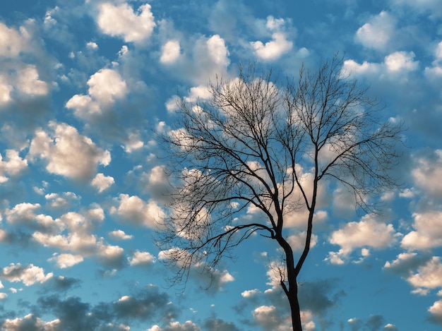 Zdjęcie duże drzewo bez liści na tle wieczornego błękitnego nieba z chmurami cumulus