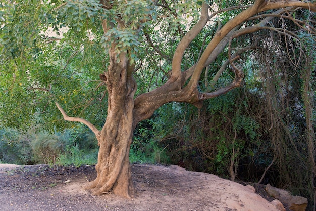 Duże drzewo o wydłużonych gałęziach Phytolacca dioica phytolaccacease zwane drzewem piękności