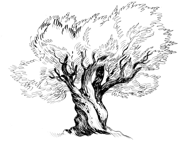 Duże drzewo oliwne. Czarno-biały rysunek tuszem