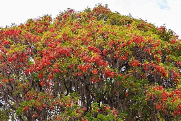 Duże drzewo Pisonay z czerwonym kwiatem w PeruPunoAmeryka Południowa w wiosce