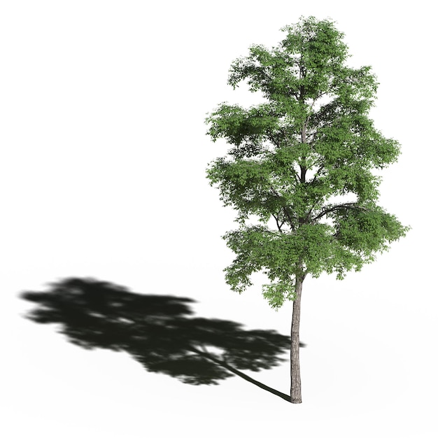 duże drzewo z cieniem pod nim, odizolowane na białym tle, ilustracja 3D, renderowanie cg