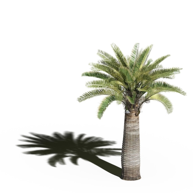 duże drzewo z cieniem pod nim, odizolowane na białym tle, ilustracja 3D, renderowanie cg