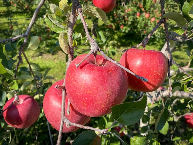 Duże jabłka rosnące na jabłoniach