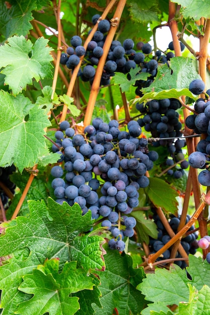 Duże kiście czerwonych winogron w winnicy