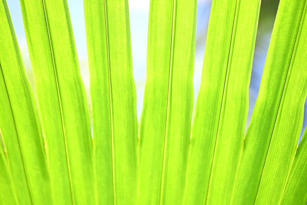 Duże liście palmowe w tle drzewo młoda zielona palma pozostawia naturalne zielone tło tekstury