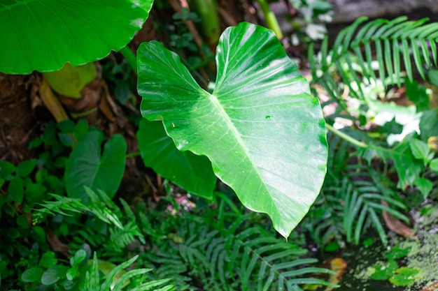 Zdjęcie duże liście tropikalnej zielonej rośliny alocasia grandiose i liści paproci w ogrodzie roślinność tajlandii