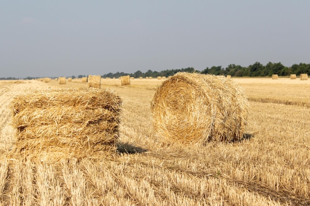 Duże okrągłe bele słomy na łące