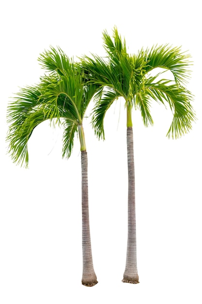 Zdjęcie duże palmy używane do dekoracji ogrodu na białym tle izolowane