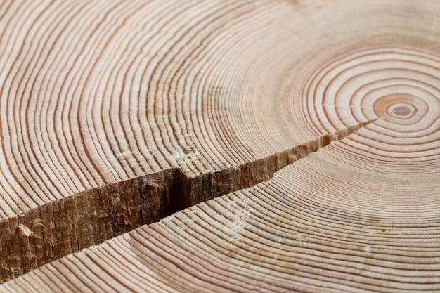 Duże pęknięcie suchego naturalnego drewna krzyża z bliska Tekstura drewna z pęknięciem i słojami rocznymi Streszczenie naturalne drewniane teksturowane tło Orientacja pozioma Selektywna ostrość