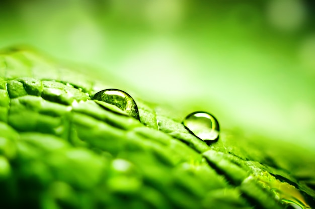 Duże piękne krople przezroczystej wody deszczowej na zielonym liściu