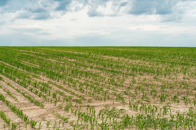 Duże piękne pole do uprawy pszenicy na skalę przemysłową Koncepcja bogatych zbiorów i udanego agrobiznesu Tło pola pszenicy