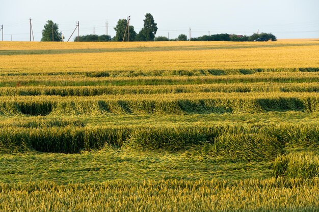 Zdjęcie duże piękne pole do uprawy pszenicy na skalę przemysłową koncepcja bogatych zbiorów i udanego agrobiznesu tło pola pszenicy