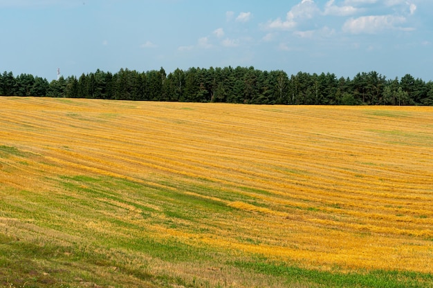 Duże piękne pole do uprawy pszenicy na skalę przemysłową Koncepcja bogatych zbiorów i udanego agrobiznesu Tło pola pszenicy