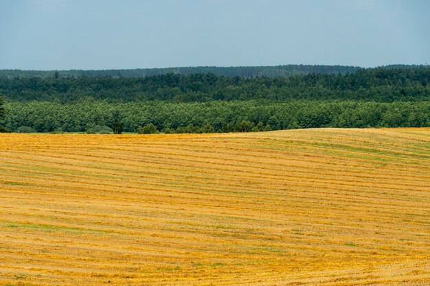 Duże piękne pole do uprawy pszenicy na skalę przemysłową Koncepcja bogatych zbiorów i udanego agrobiznesu Tło pola pszenicy