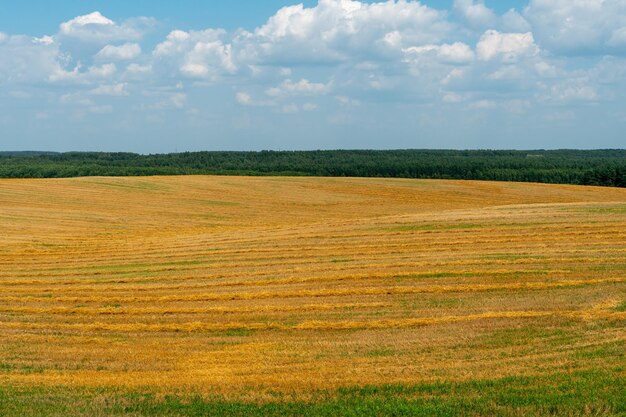 Duże piękne pole do uprawy pszenicy na skalę przemysłową Koncepcja bogatych zbiorów i udanego agrobiznesu Tło pola pszenicy