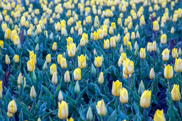 Duże pole kwitnących żółtych tulipanów. kwiaty i botanika
