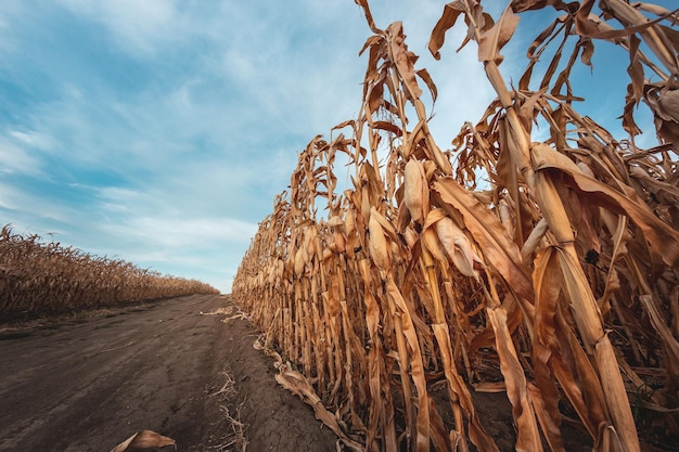 Duże pole uprawne suchej dojrzałej kukurydzy