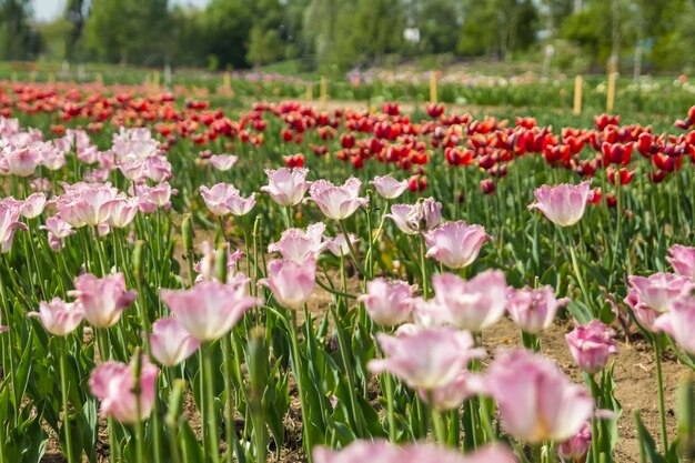 Duże pole wielobarwnych kwiatów tulipanów. Piękny kwiatowy tło jasnych tulipanów kwitnących w ogrodzie w środku słonecznego wiosennego dnia.