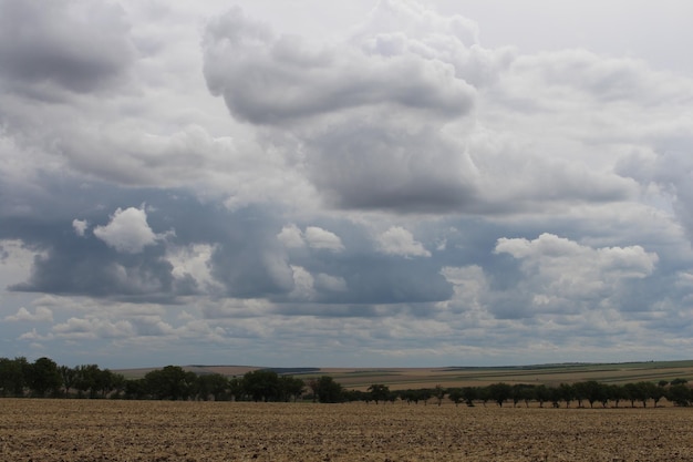 Duże pole z drzewami i chmurami na niebie