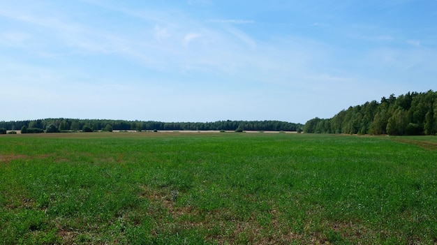 Zdjęcie duże pole z zieloną trawą obok lasu w słoneczny letni dzień.