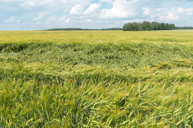 Duże pole zielonej młodej pszenicy na tle błękitnego nieba i lasu Ślad w polu ze sprzętu żniwnego Rolnictwo ekologiczne Uprawa zbóż