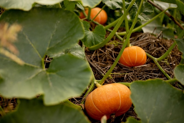 Duże pomarańczowe dynie rosnące na łóżku w ogrodzie żniwa organiczne warzywa jesień jesień widok na kraj