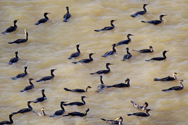 Duże stado kormoranów pospolitych