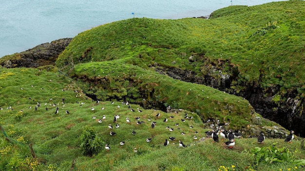 Duże stado maskonurów znajduje się na zielonym wzgórzu nad morzem. Islandia