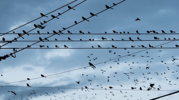 Duże stado ptaków na drucianych liniach elektrycznych panoramę miasta