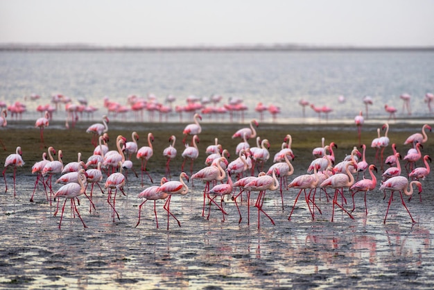 Duże stado różowych flamingów w Walvis Bay Namibia