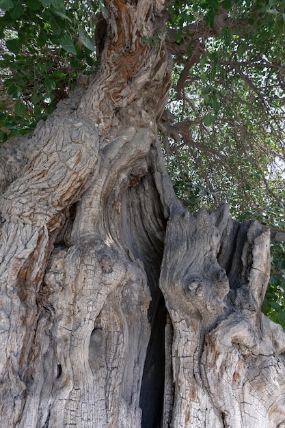 Duże stare drzewo z grubą zakrzywioną szorstką korą pnia i szerokimi gałęziami w słoneczny dzień Buchara Uzbekistan