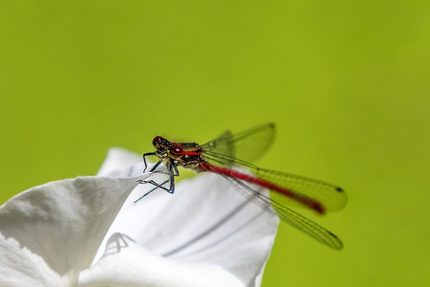 Duże zbliżenie Damselfly Red