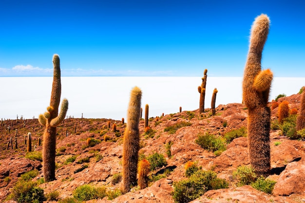 Duże zielone kaktusy na wyspie Incahuasi, solnisko Salar de Uyuni, Altiplano, Boliwia. Krajobrazy Ameryki Południowej