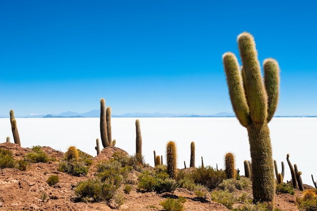 Duże zielone kaktusy na wyspie Incahuasi, solnisko Salar de Uyuni, Altiplano, Boliwia. Krajobrazy Ameryki Południowej